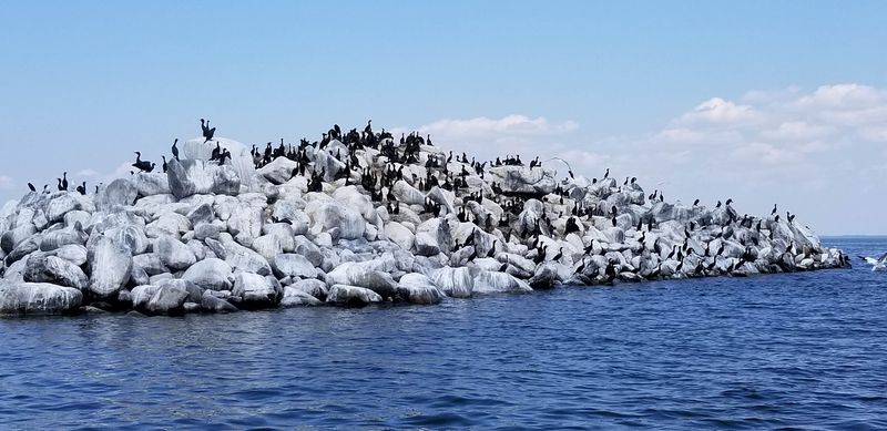 The Birds That Call This Rock Home The Birds That Call This Rock Home
