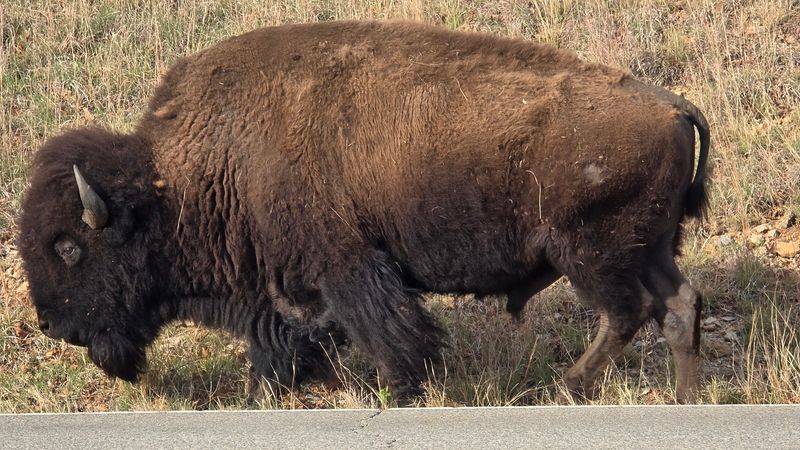 The Bison Herd That Defines the Whole Experience The Bison Herd That Defines the Whole Experience