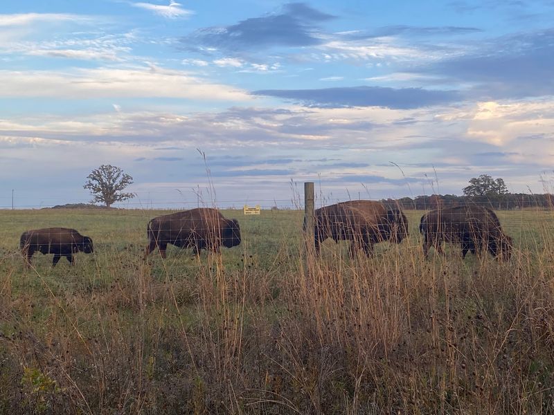 The Bison Herd That Steals Every Visit