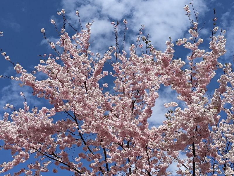 The Blossoms That Steal Spring The Blossoms That Steal Spring