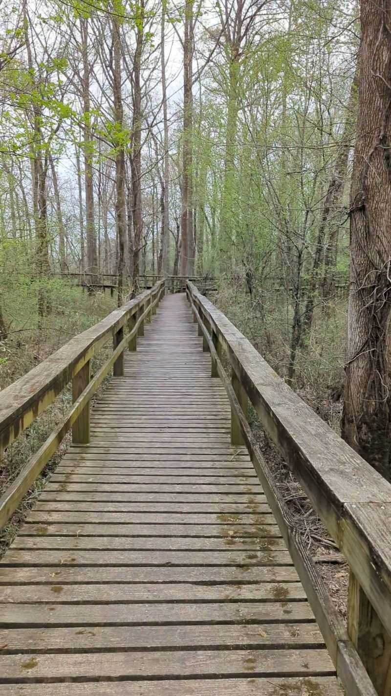 The Boardwalk and Its Cypress Surroundings The Boardwalk and Its Cypress Surroundings