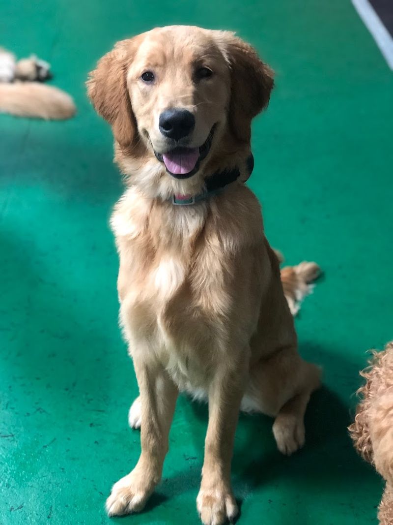 The Bootcamp That Actually Changes Dogs The Bootcamp That Actually Changes Dogs
