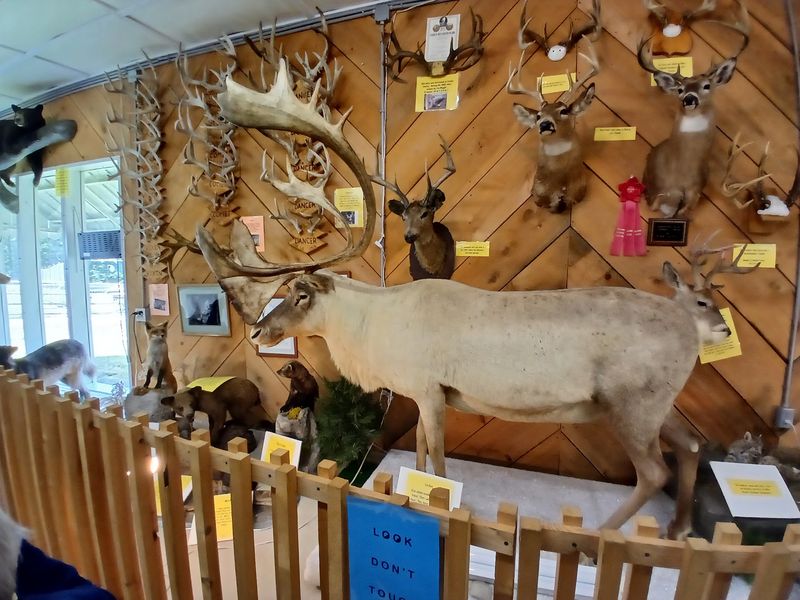 The Buck Barn Museum: Over 100 Taxidermy Displays Under One Roof
