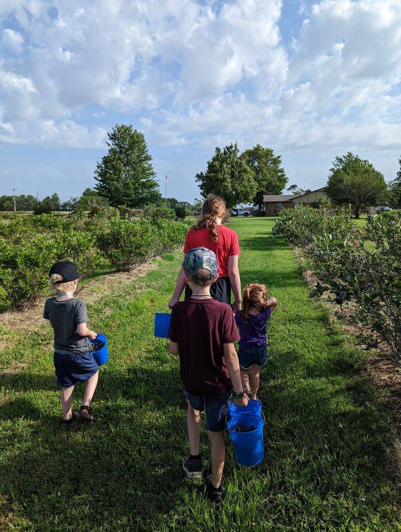 The Bucket System and How the Picking Process Works The Bucket System and How the Picking Process Works