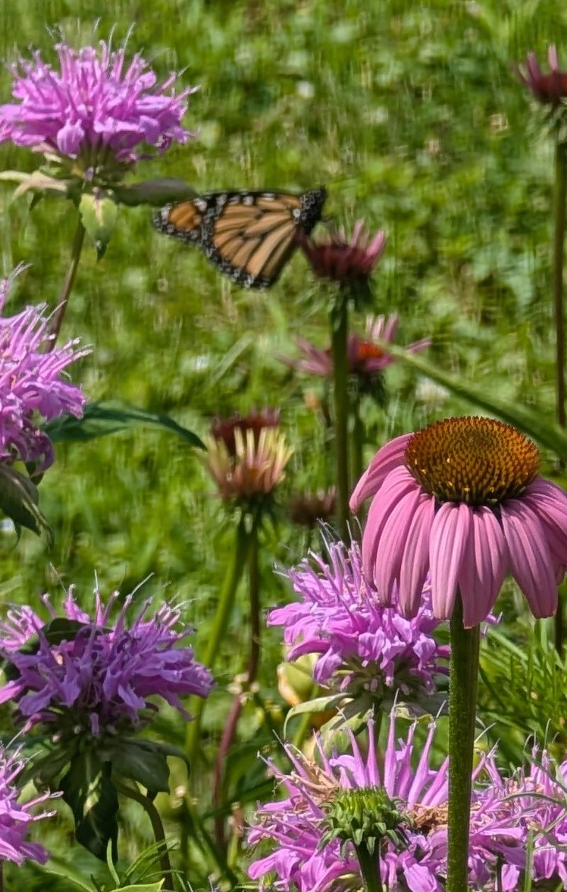 The Butterfly Garden That Surprises First-Time Visitors The Butterfly Garden That Surprises First-Time Visitors