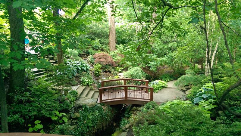The Calming Forest Section That Surprises Every First-Timer