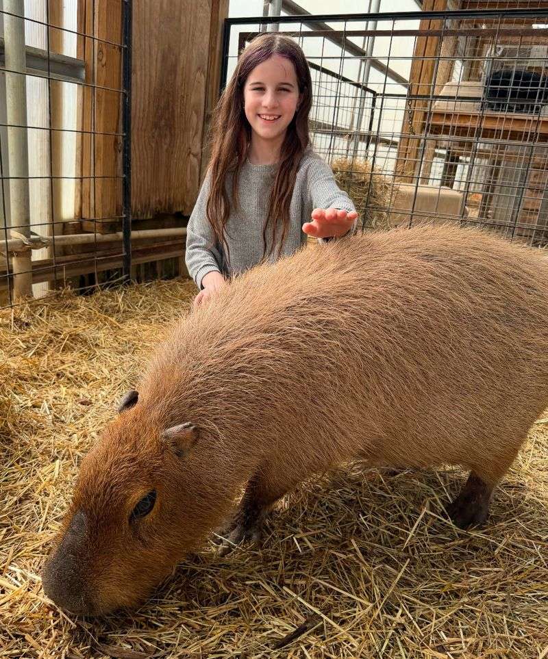 The Capybara Encounter That Everyone Is Talking About