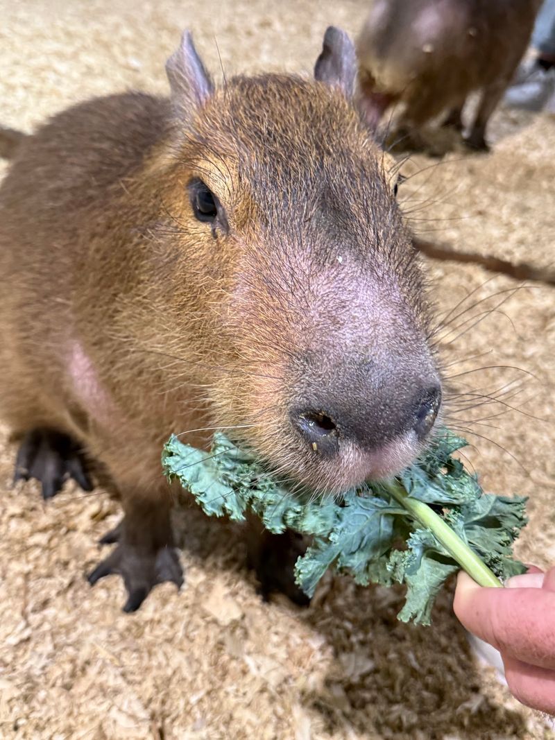 The Capybara Encounter Worth Booking in Advance The Capybara Encounter Worth Booking in Advance