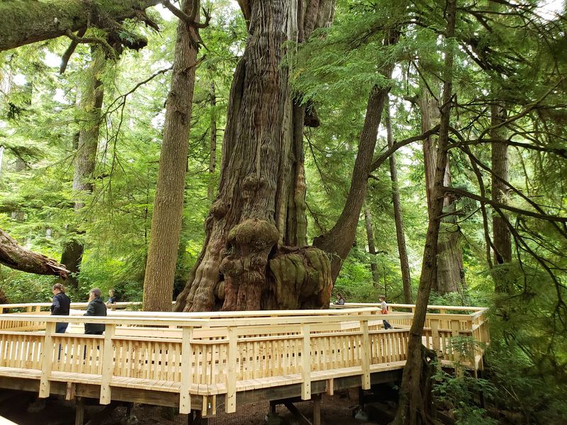 The Cedar That Outlived Empires
