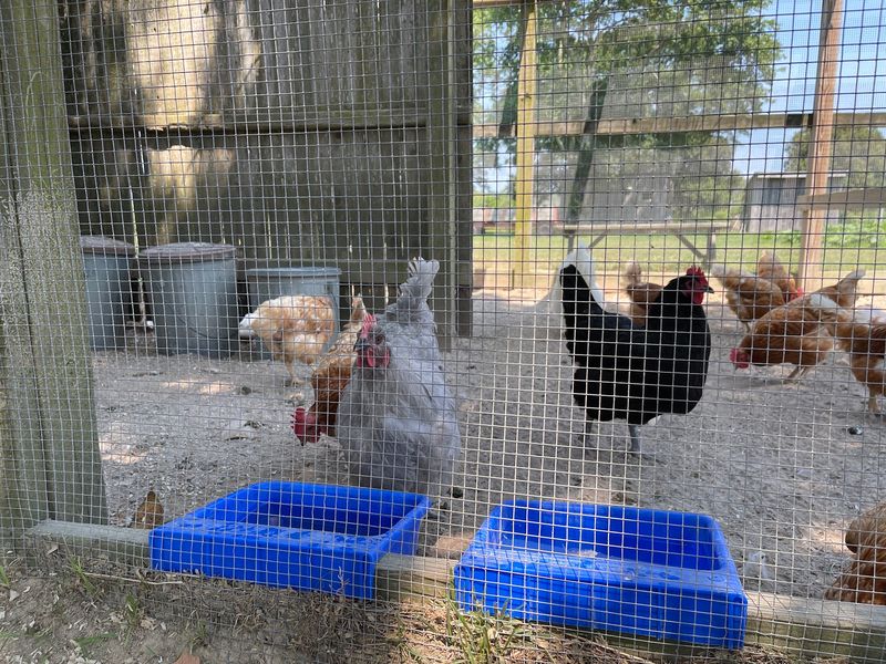 The Chicken Crew The Chicken Crew