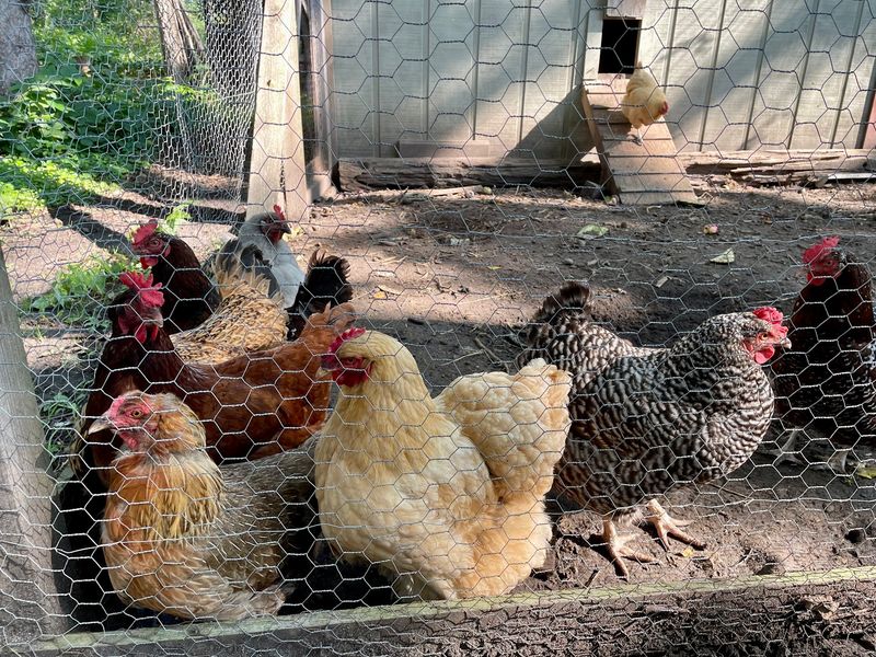 The Chickens That Everyone Remembers The Chickens That Everyone Remembers