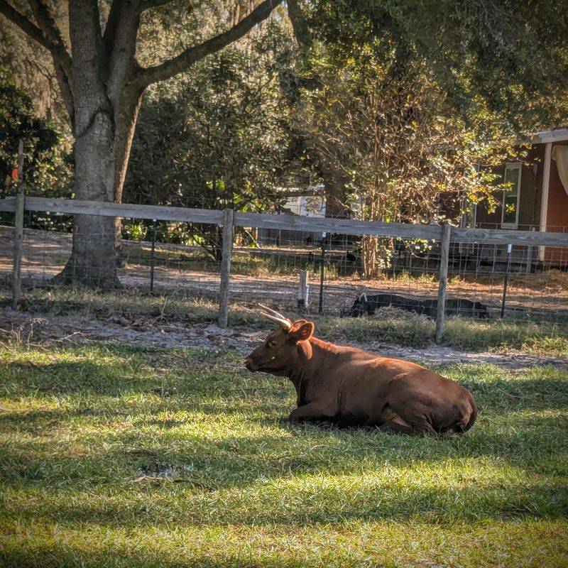 The Cow Cuddle Experience The Cow Cuddle Experience