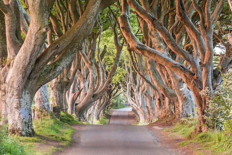 The Dark Hedges, County Antrim