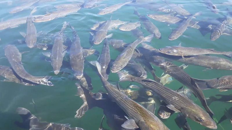 The Dock Walk Where Fish Come to You The Dock Walk Where Fish Come to You