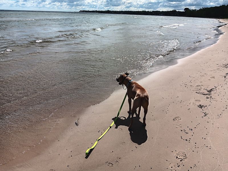 The Dog Beach That Deserves Its Own Reputation The Dog Beach That Deserves Its Own Reputation