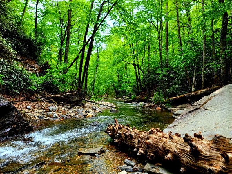 The Drive Through Pisgah National Forest