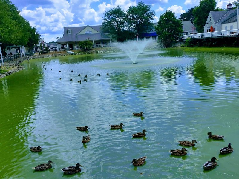 The Duck Pond and Outdoor Atmosphere