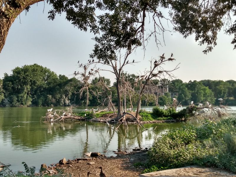 The Egret Rookery That Birders Should Not Miss The Egret Rookery That Birders Should Not Miss