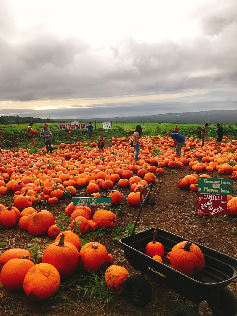 The Fall Pumpkin Patch Tradition The Fall Pumpkin Patch Tradition