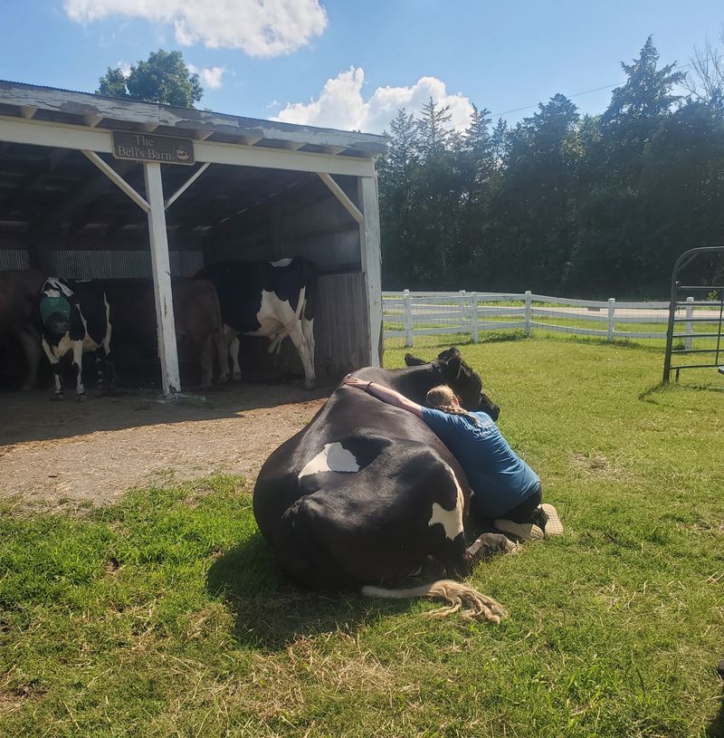 The Famous Cow Hugs The Famous Cow Hugs