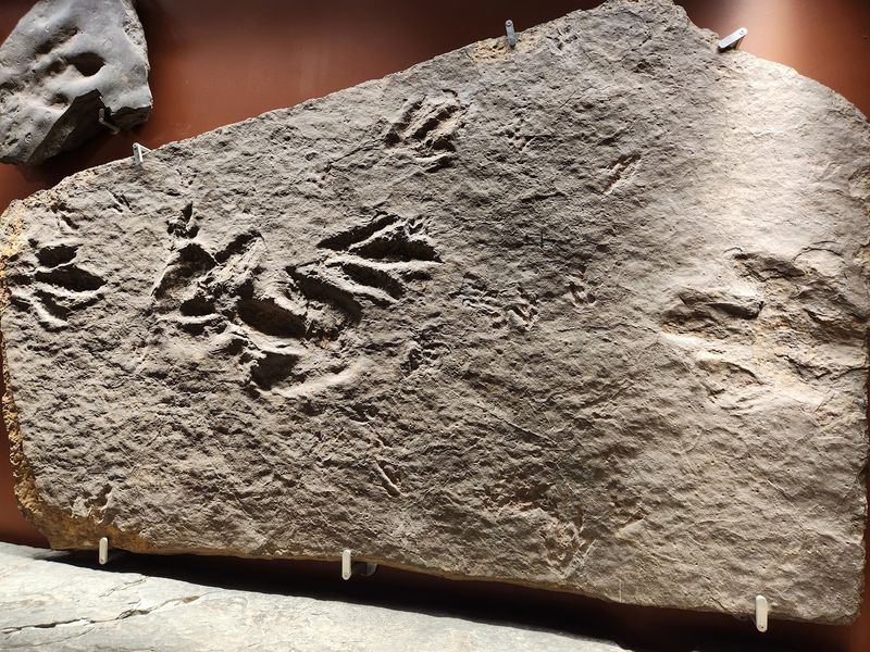 The Famous Dinosaur Tracks of the Connecticut River Valley