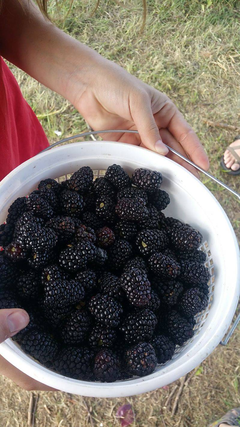 The Farm's Simple, Honest Identity