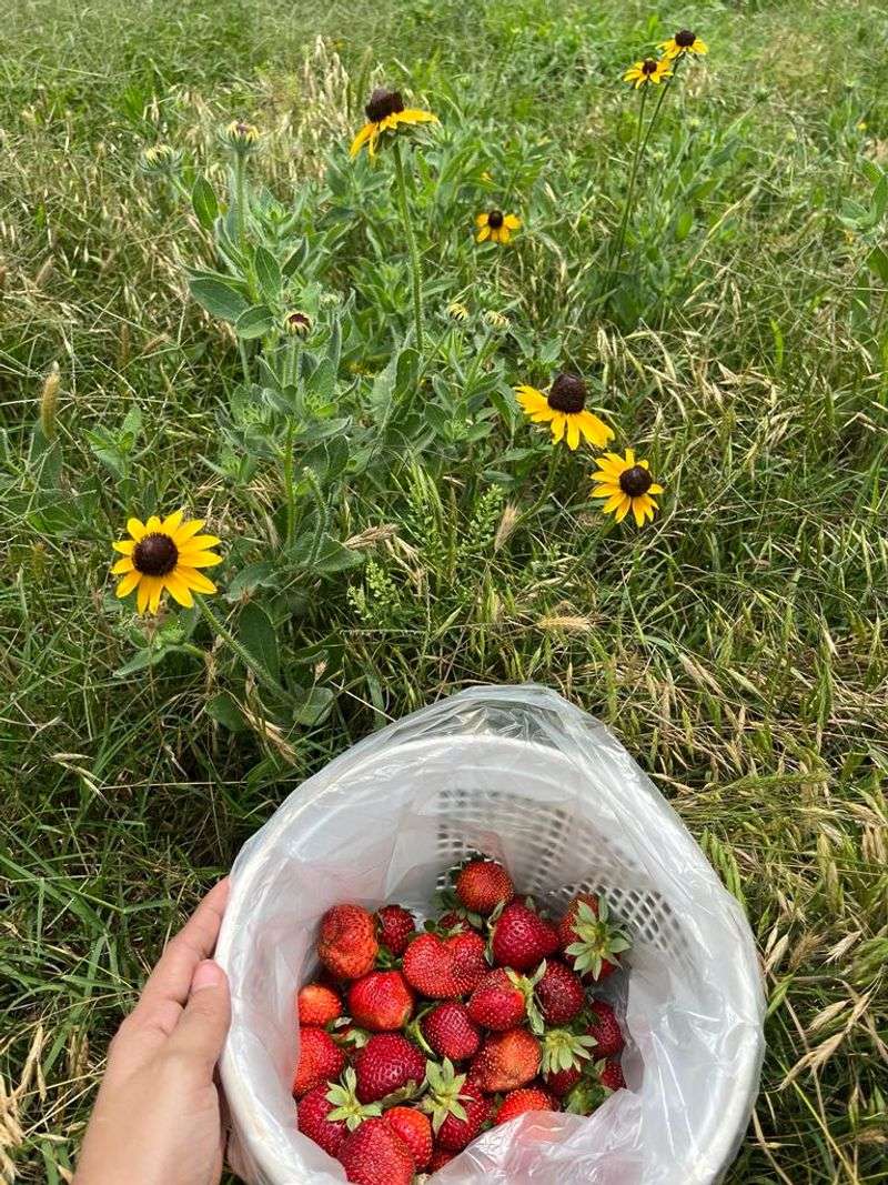 The Flavor Difference Between Farm and Store
