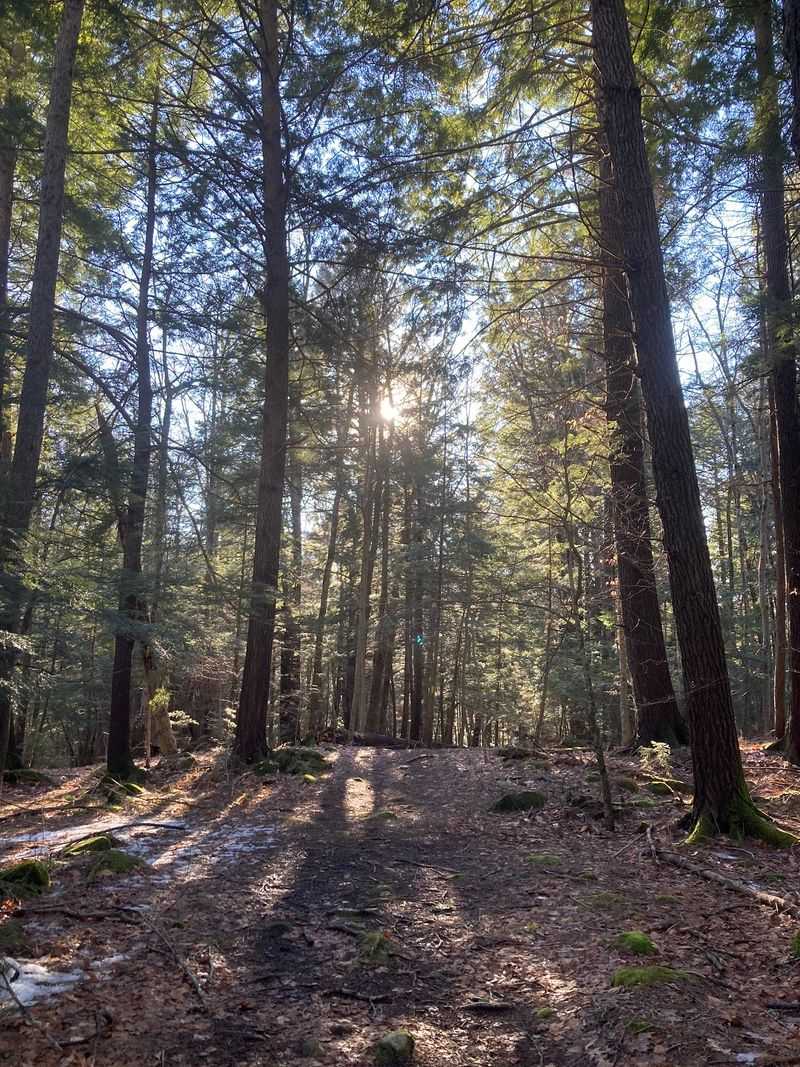 The Forest Ecology Trail Worth Every Step The Forest Ecology Trail Worth Every Step