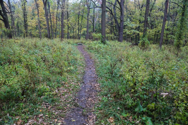 The Forest Trail Leading In