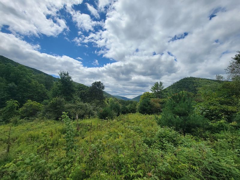 The Forest's History From Clear-Cut Land to Conservation Success The Forest's History From Clear-Cut Land to Conservation Success