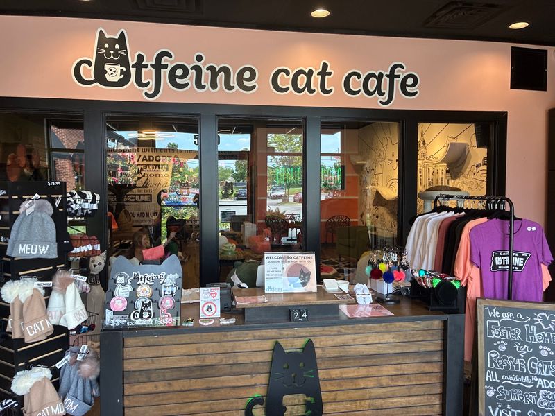 The Front Shop Full of Cat Everything The Front Shop Full of Cat Everything
