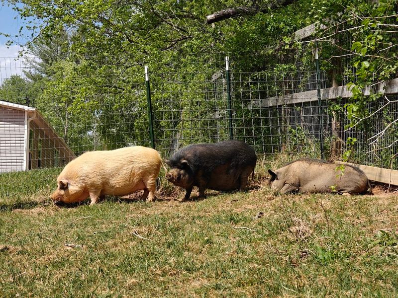 The Gentle, Once-Skittish Pigs