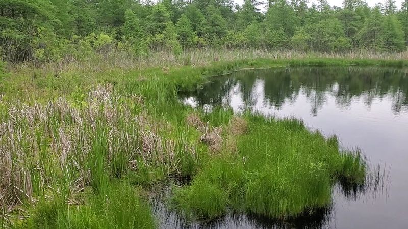 The Glacial Story Behind the Bog