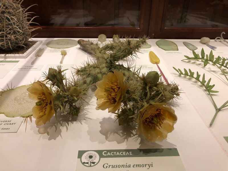 The Glass Garden That Fools Everyone