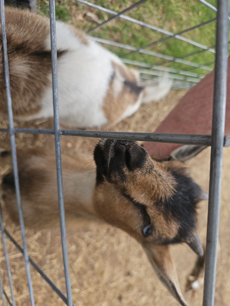 The Goats and Animals That Make the Visit Memorable The Goats and Animals That Make the Visit Memorable