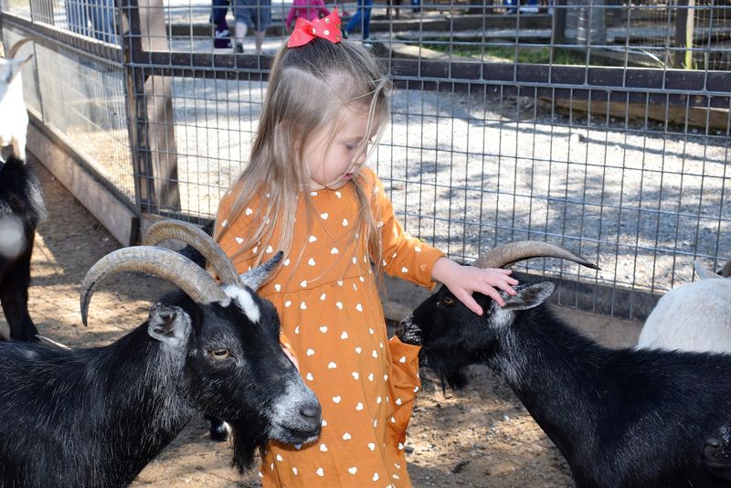 The Goats and Baby Animals Stealing Hearts The Goats and Baby Animals Stealing Hearts