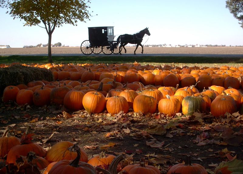 The Great Pumpkin Patch, Arthur, IL The Great Pumpkin Patch, Arthur, IL