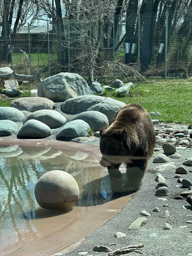 The Grizzly Bears That Steal the Show The Grizzly Bears That Steal the Show
