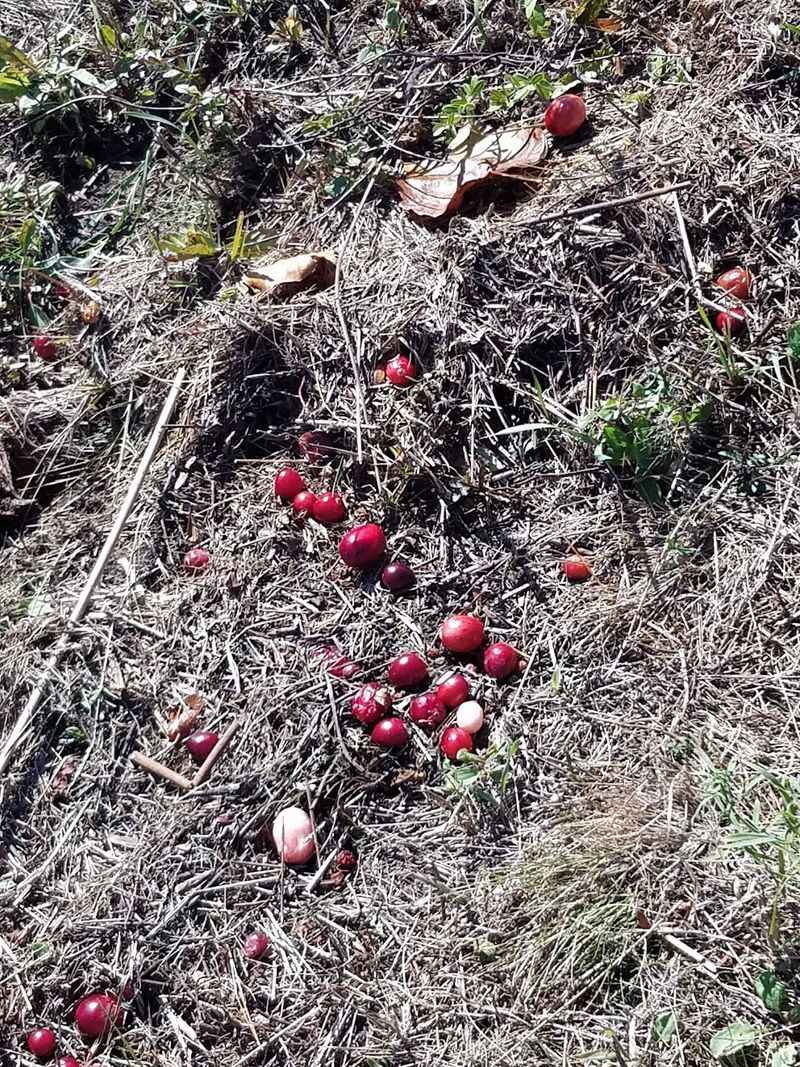 The Harvest You Rarely Get to See The Harvest You Rarely Get to See