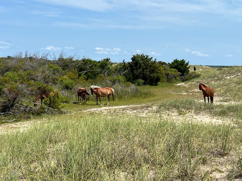 The Herd That Made It Famous