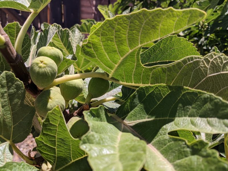 The Heritage Fruit Trees The Heritage Fruit Trees