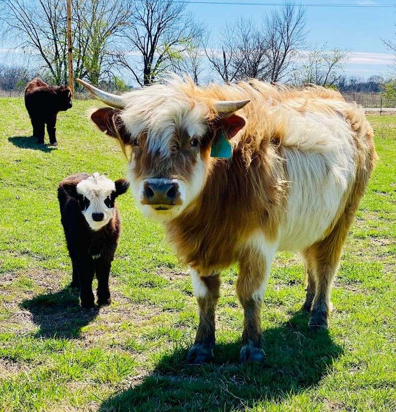 The Highland Cow Breed and Why Everyone Falls for Them The Highland Cow Breed and Why Everyone Falls for Them