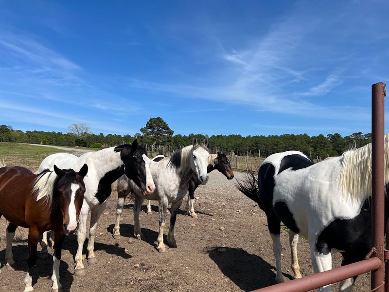 The Horses of the Stable and Their Calm, Steady Personalities