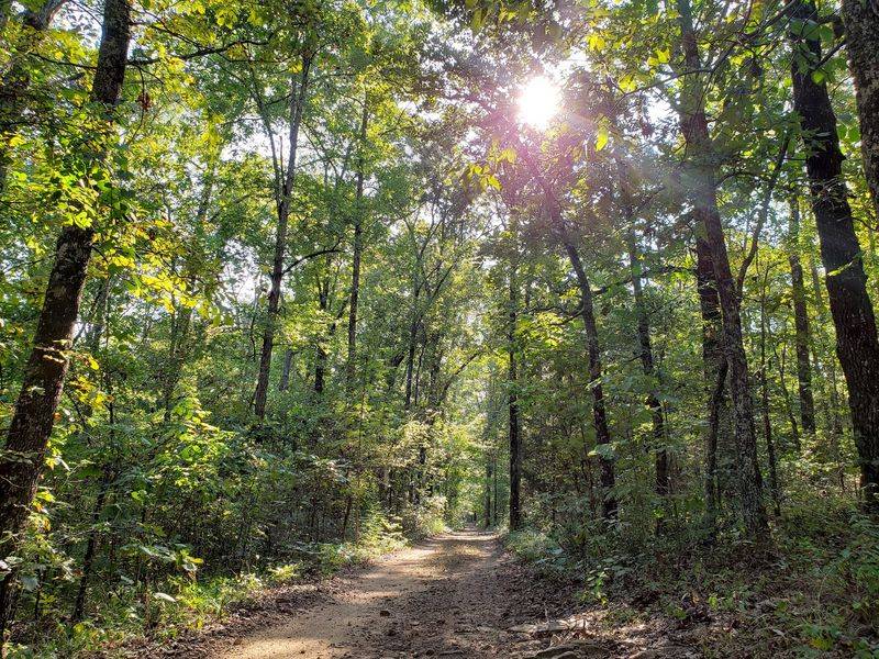The Huckleberry Nature Trail: Three and a Half Miles of Pure Arkansas Forest The Huckleberry Nature Trail: Three and a Half Miles of Pure Arkansas Forest