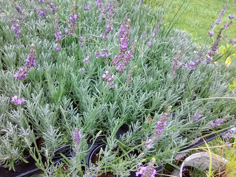 The Hybrid That Beat the Southern Humidity The Hybrid That Beat the Southern Humidity