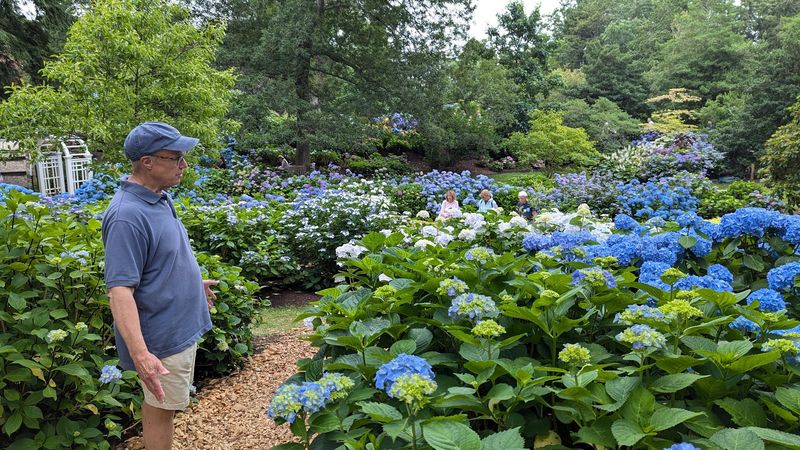 The Hydrangea Test Garden Worth Timing For The Hydrangea Test Garden Worth Timing For