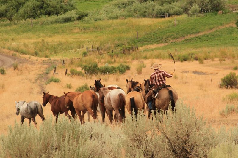 The Kiger Mustang Experience