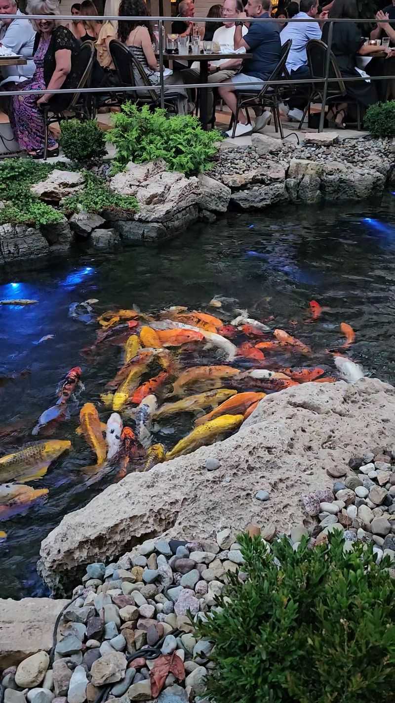 The Koi Pond and Patio Experience The Koi Pond and Patio Experience