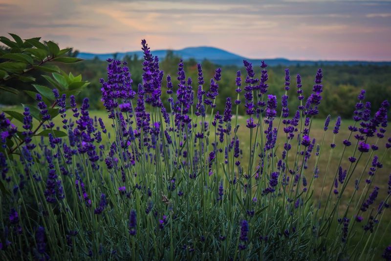 The Lavender Festival Everyone Talks About