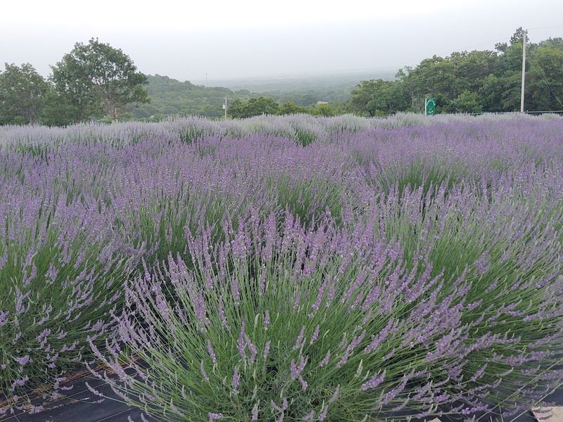 The Lavender Plants Themselves - Variety, Scale, and Scent The Lavender Plants Themselves - Variety, Scale, and Scent